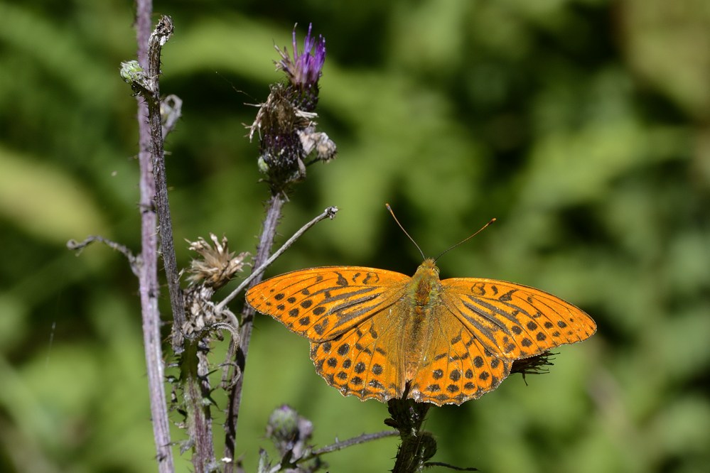 Conferma Argynnis paphia